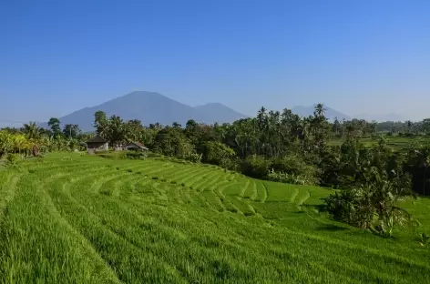 Rizières en terrasses vers Pujungan, au loin le volcan Batukaru, Bali - Indonésie