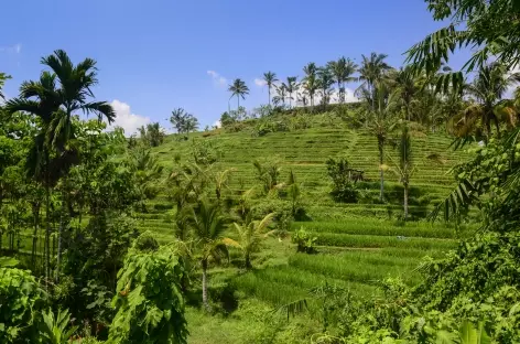 Rizières en terrasses vers Jatiluwih, Bali - Indonésie