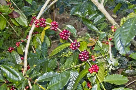 Plantation de cafés, Bali, Bali - Indonésie