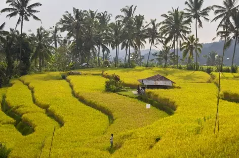 Rizières de Bali, vers Sidemen, Bali - Indonésie