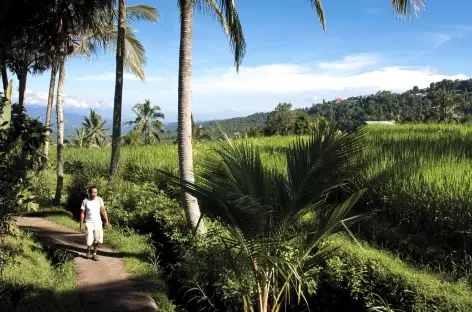 Marche dans les rizières et plantations vers Munduk, Bali - Indonésie