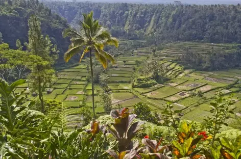 Rizières de Bali, Bali - Indonésie