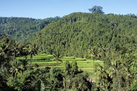 Rizières vers Munduk, Bali - Indonésie