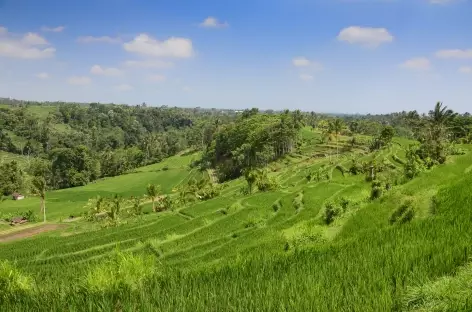 Océan de rizières vers Belimbing, Bali - Indonésie