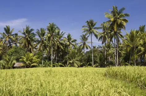 Rizières vers Tanah Lot