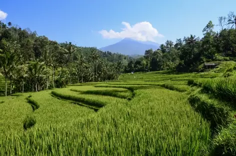 Océan de rizières vers Belimbing, Bali - Indonésie - 
