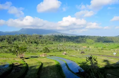 Rizières et plantations vers Sidemen, Bali - Indonésie