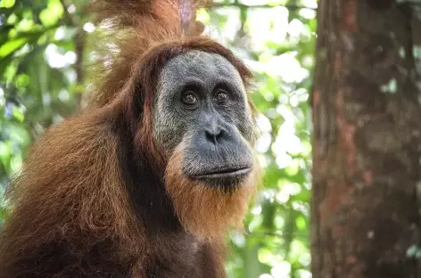 Orang-outan, Parc national du Mont Leuser, Sumatra - Indonésie - 