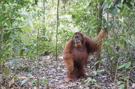 Orang-outan, Parc national du Mont Leuser, Sumatra - Indonésie