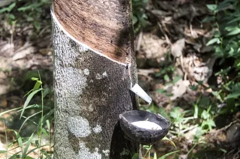 Récupération du latex dans une plantation d'hévéa, Sumatra - Indonésie