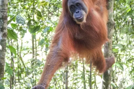 Orang-outan, Parc national du Mont Leuser, Sumatra - Indonésie