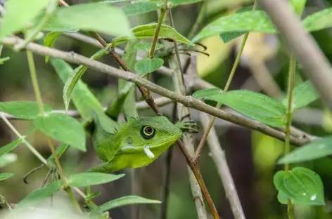 Lézard sur les hauteurs du lac Maninjau, Sumatra - Indonésie