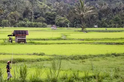 Rizières dans le canyon de Harau, Sumatra - Indonésie