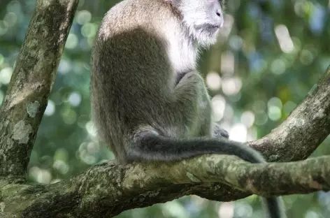 Babouin dans le Parc national du Mont Leuser, Sumatra - Indonésie