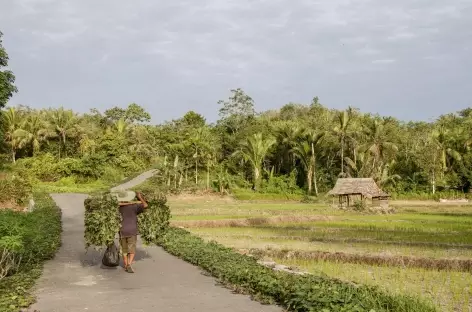 Campagne niassienne..., Sumatra - Indonésie