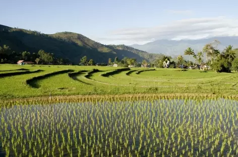 Belles rizières au nord de Rantepao, Pays Toraja, Sulawesi - Indonésie