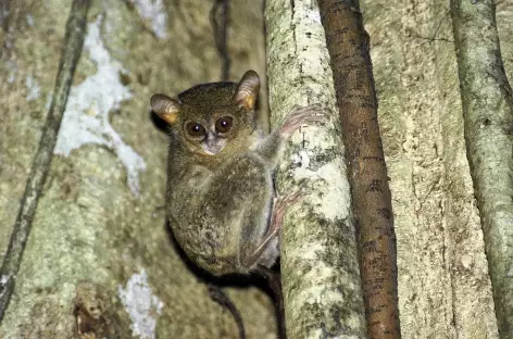 Tarsier, plus petit mammifère de la planète, Parc national de Tangkoko, Sulawesi - Indonésie