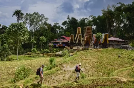 Marche vers le village de Lempo, Pays Toraja, Sulawesi - Indonésie