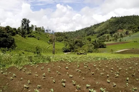 Sur les pentes du volcan Mahawu, Sulawesi - Indonésie