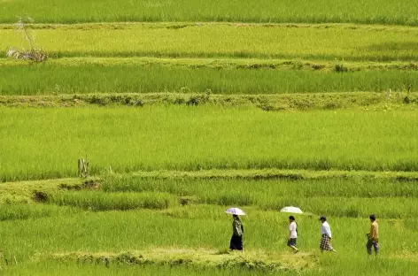 Rizières au nord de Rantepao, Pays Toraja, Sulawesi - Indonésie