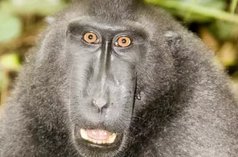 Macaque noir, espère endémique, Parc national de Tangkoko, Sulawesi - Indonésie