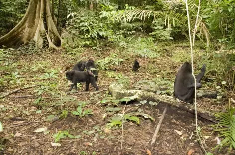 Macaques noirs, espère endémique, Parc national de Tangkoko, Sulawesi - Indonésie