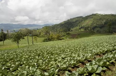 Sur les pentes du volcan Mahawu, Sulawesi - Indonésie