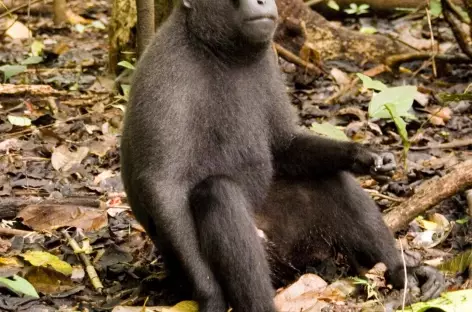 Macaque noir, espère endémique, Parc national de Tangkoko, Sulawesi - Indonésie