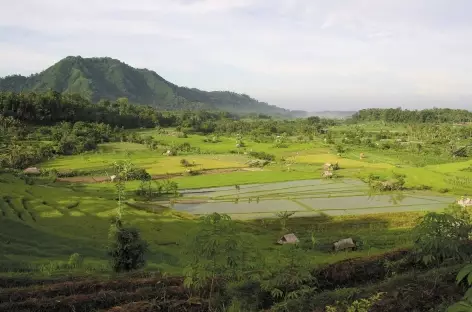 Rizières et plantations vers Sidemen, Bali - Indonésie