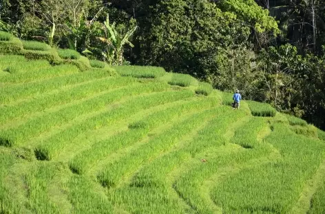 Rizières vers Munduk, Bali - Indonésie