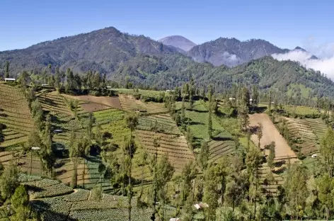 Plantations vers les volcans Bromo et Semeru, Java - Indonésie