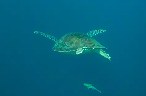 Tortues - Indonésie