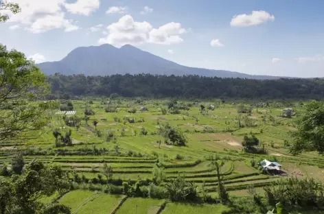 Campagne balinaise - Indonésie