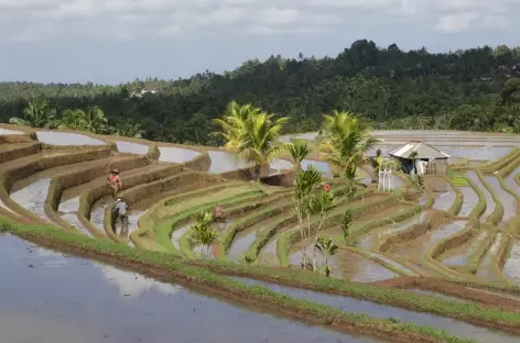 Rizières en terrasses de Belimbing, Bali - Indonésie