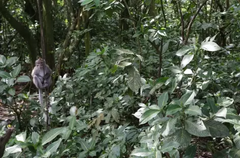 Campagne vers Belimbing, Bali - Indonésie