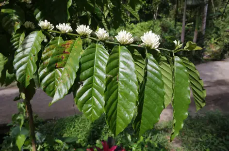 Fleurs de café, Bali - Indonésie