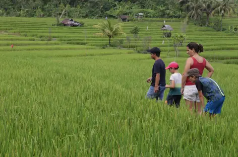 Rizières de Munduk, Bali - Indonésie - 