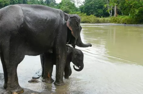 Sanctuaire d'éléphants de Tangkahan, Sumatra - Indonésie