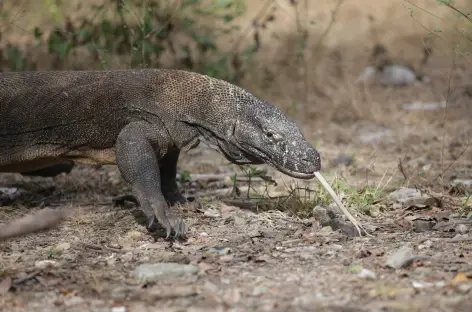 Varan de Komodo - Indonésie - TIRAWA