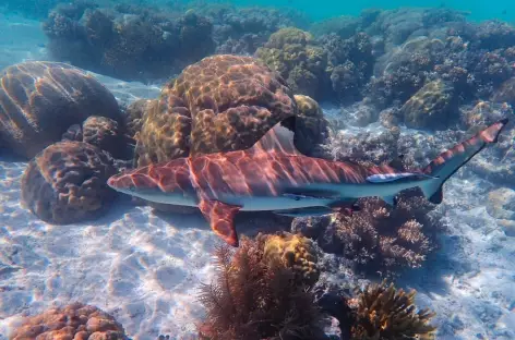 Requin pointe noire, Raja Ampat - Indonésie