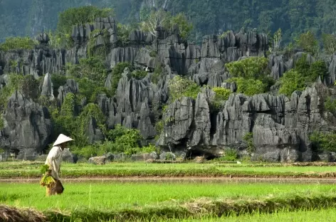 Paysage karstique de Ramman Rammang, Sulawesi - Indonésie