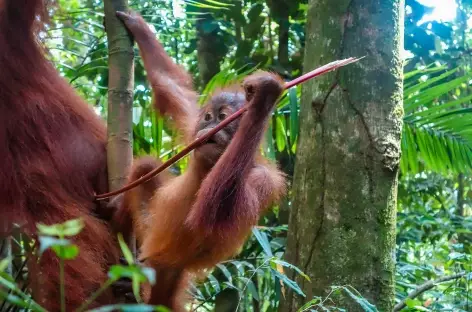 Jeune orang-outan, Parc national du Mont Leuser, Sumatra - Indonésie