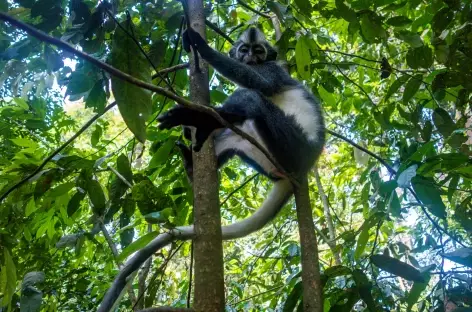 Singe de Thomas, Parc national du Mont Leuser, Sumatra - Indonésie - 