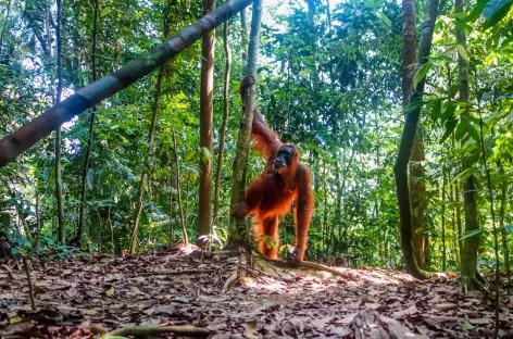 Orang-outan, Parc national du Mont Leuser, Sumatra - Indonésie