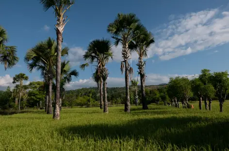 Batek et Naikliu (Timor)