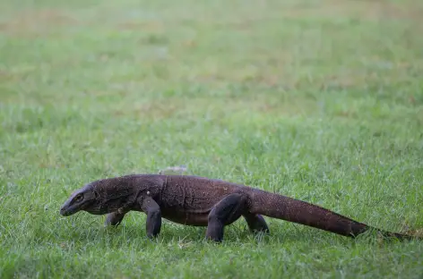 Parc National de Komodo