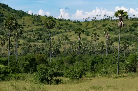 Parc National de Komodo