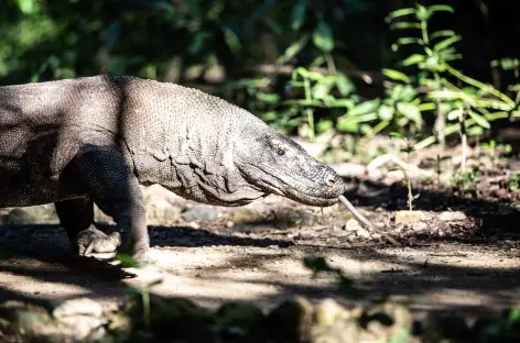 Parc National de Komodo