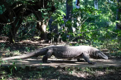 Parc National de Komodo