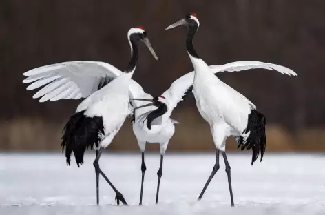 Grues du Japon, Parc national de Kushiro Shitsugen, Hokkaido - Japon